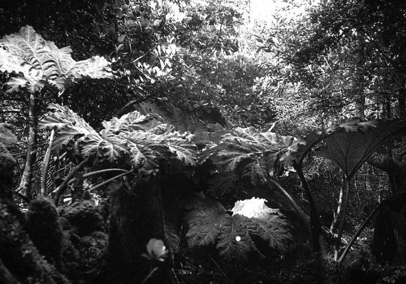 gunnera